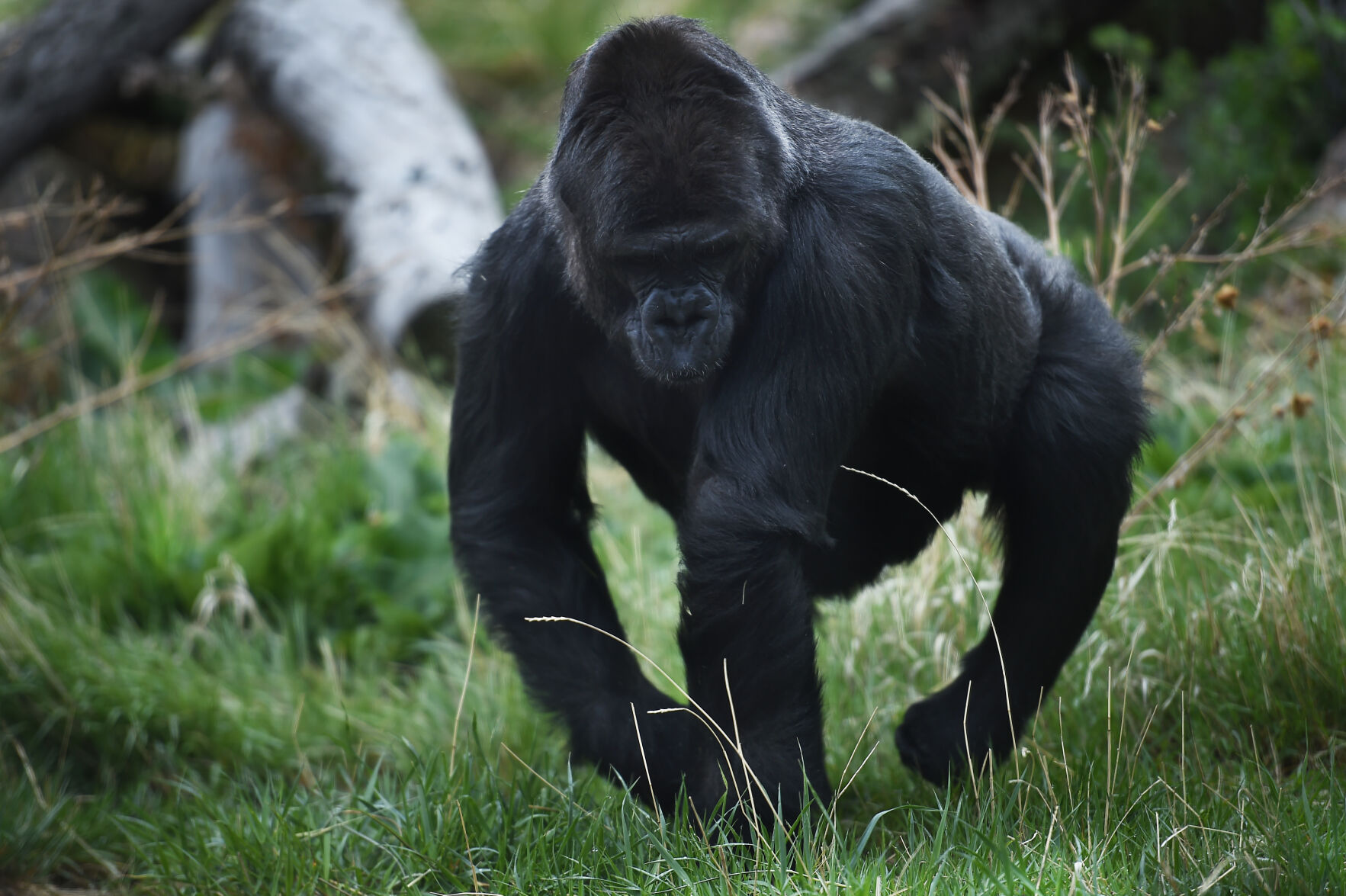 061222-life-gorilla 02.JPG